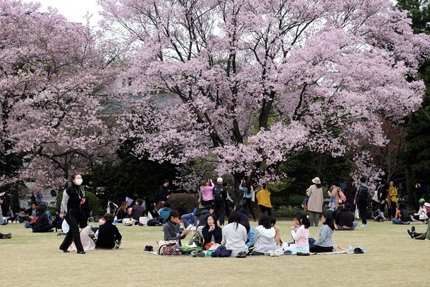 福岡市で花見なら天神中央公園で決まり qは可能 場所取りで楽する方法 Tmi Korea News